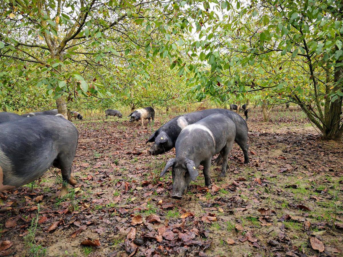 Agriturismo Grecinella กาโซเล เดลซา ภายนอก รูปภาพ