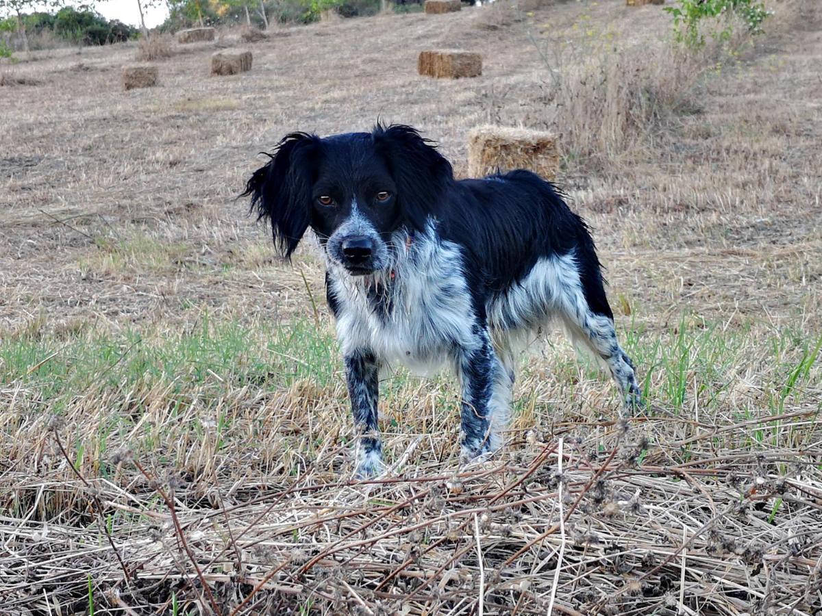 Agriturismo Grecinella กาโซเล เดลซา ภายนอก รูปภาพ