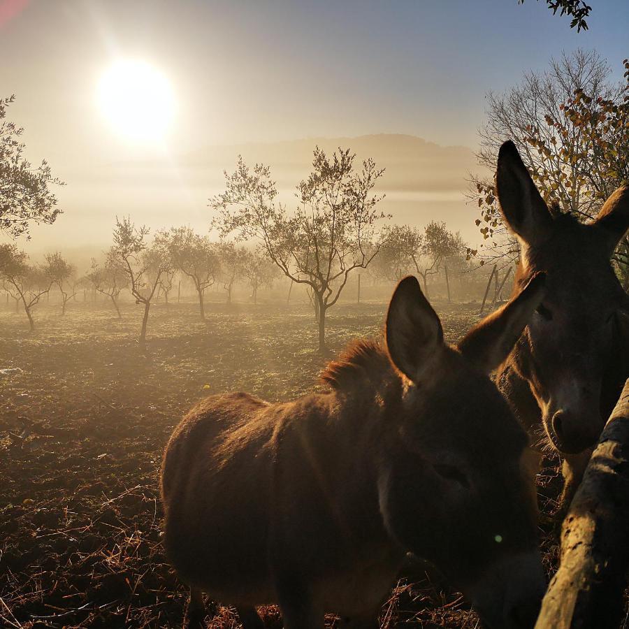 Agriturismo Grecinella กาโซเล เดลซา ภายนอก รูปภาพ