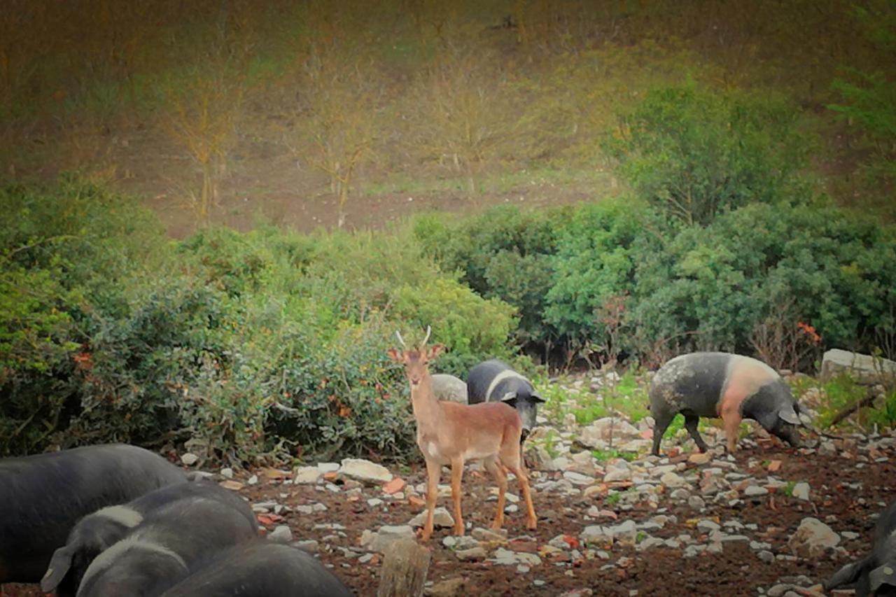 Agriturismo Grecinella กาโซเล เดลซา ภายนอก รูปภาพ