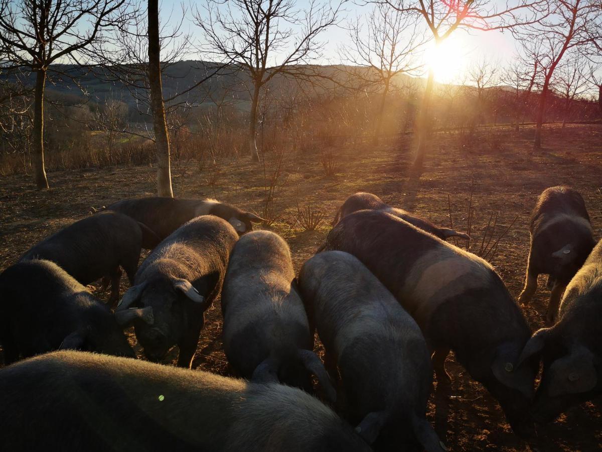 Agriturismo Grecinella กาโซเล เดลซา ภายนอก รูปภาพ